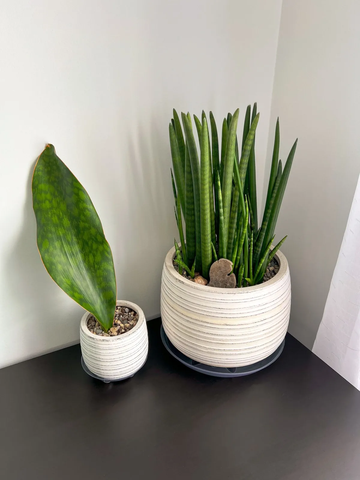 Two small houseplants in simple pale pots